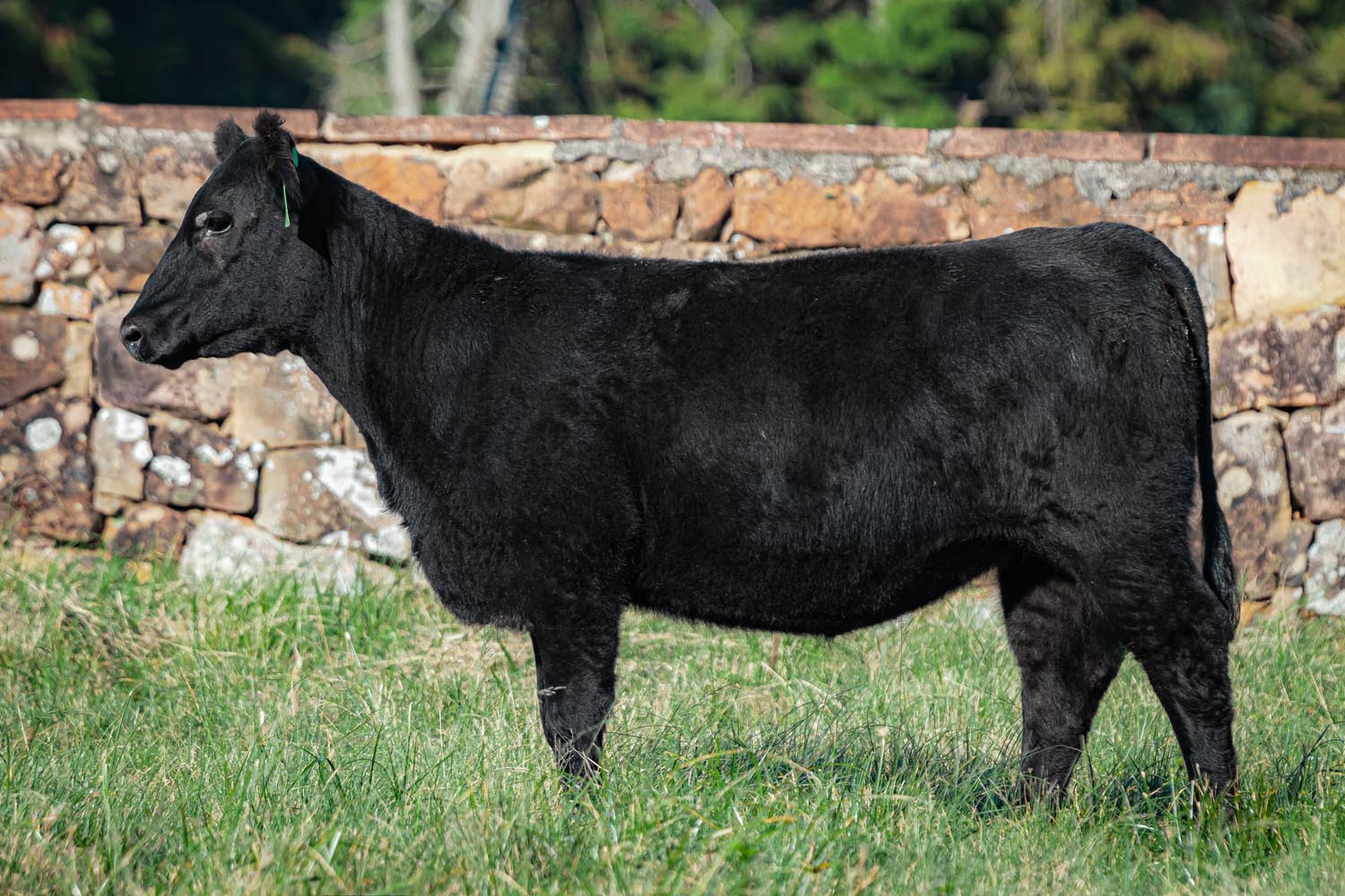 RECONQUISTA TE3920 EURO ZELOSO