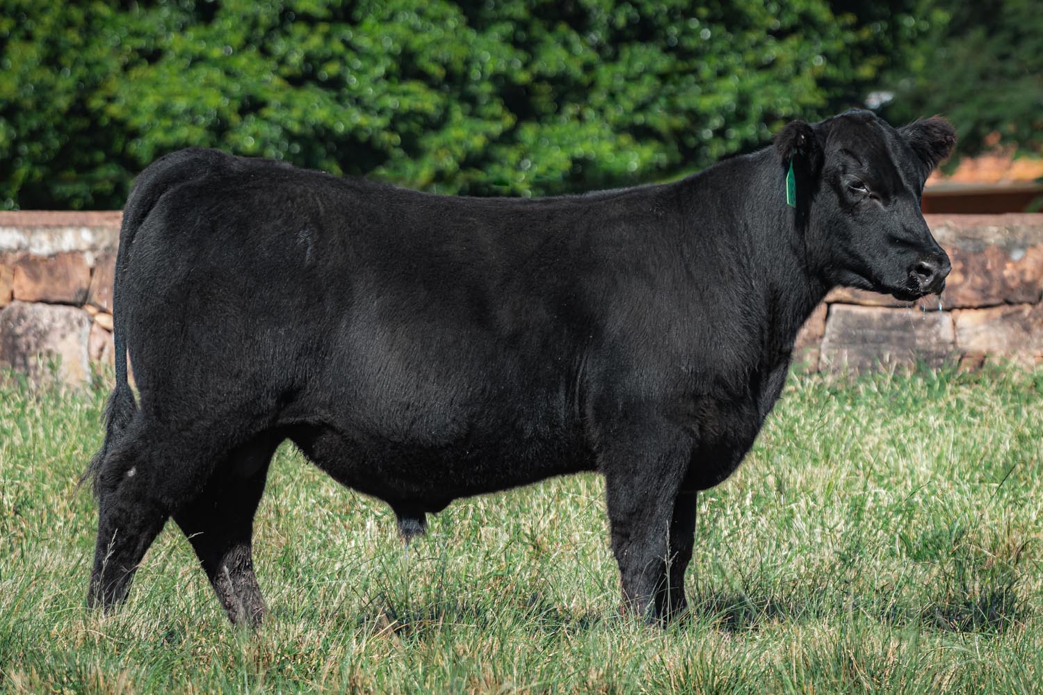 RECONQUISTA 3954 GUAPO B.INTEREST